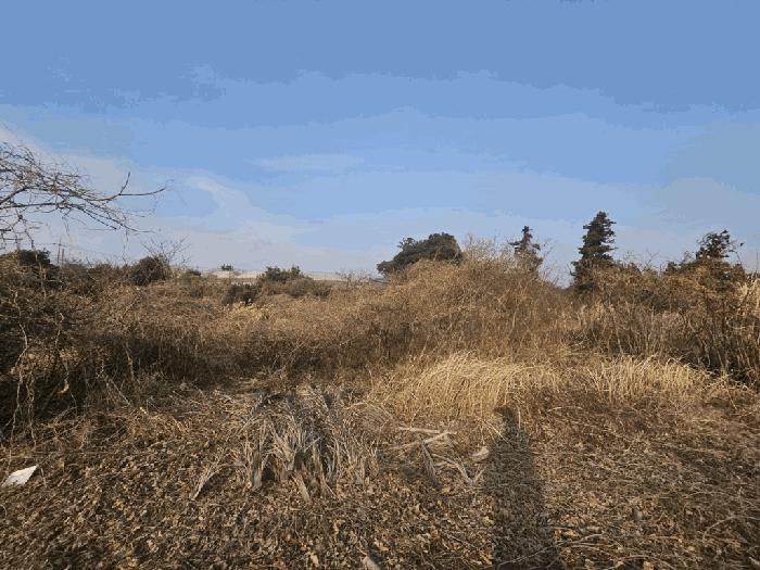 제주특별자치도 서귀포시 표선면 세화리 2306-10 과수원 경매 사진 1