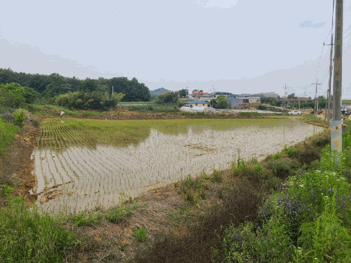 충청남도 당진시 석문면 삼봉리 249-15 전 경매 사진 1