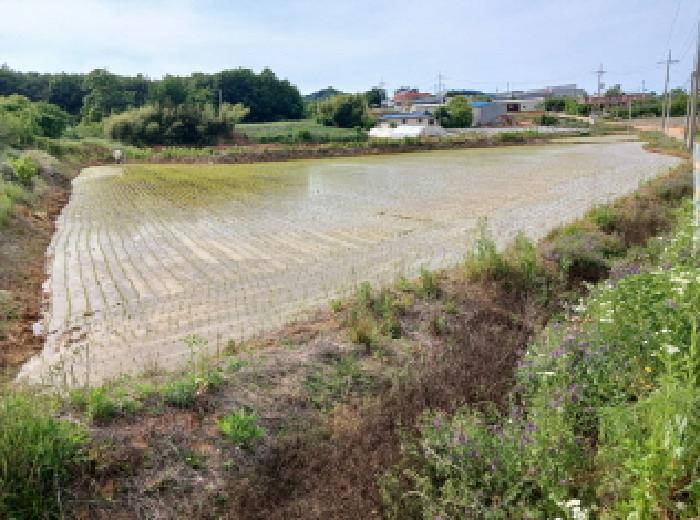 충청남도 당진시 석문면 삼봉리 249-15 전 경매 사진 10