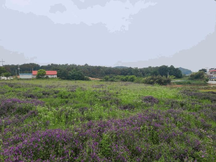 충청남도 당진시 석문면 삼봉리 249-15 전 경매 사진 2