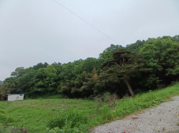 충청남도 서산시 성연면 왕정리 53 임야 경매 사진 13