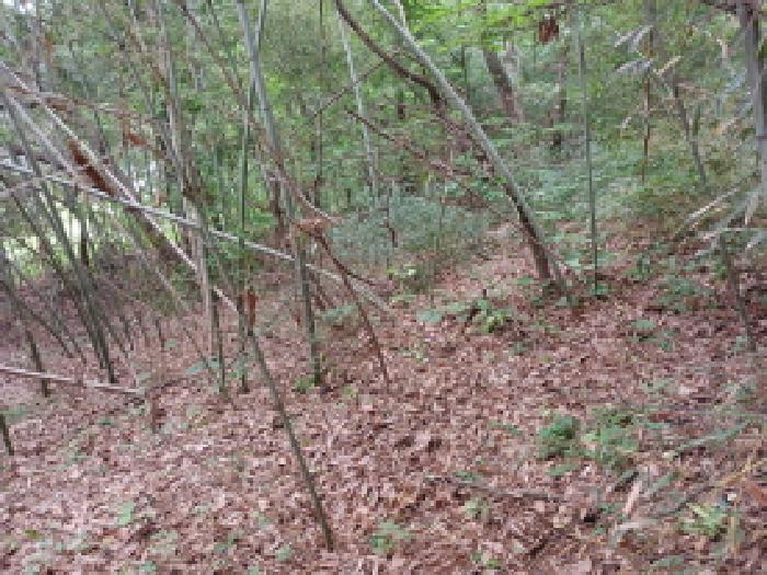 충청남도 서산시 성연면 왕정리 53 임야 경매 사진 14