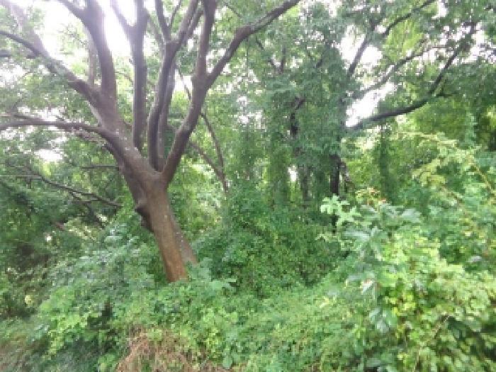 충청남도 태안군 고남면 고남리 645 임야 경매 사진 10