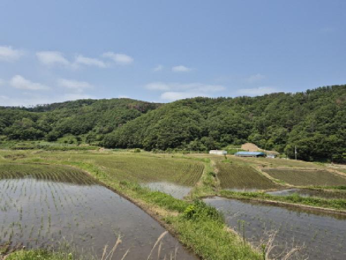 경상북도 경주시 양남면 석촌리 510 답 경매 사진 2