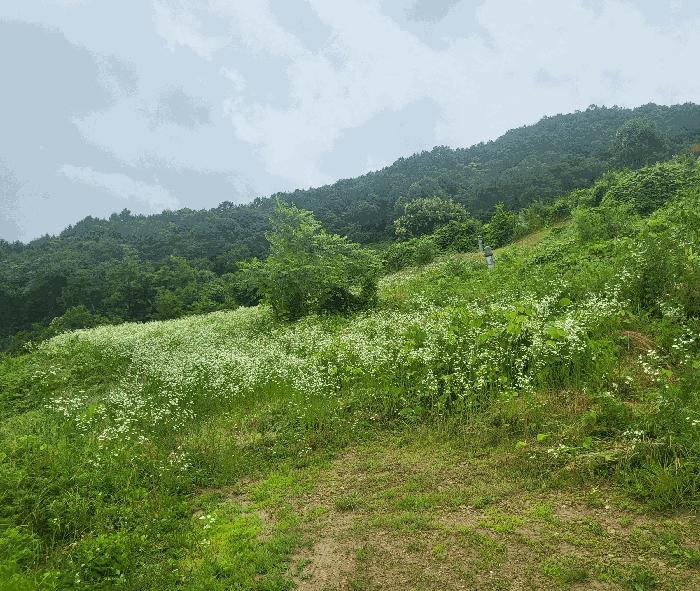 충청북도 괴산군 사리면 화산리 725 전 경매 사진 4