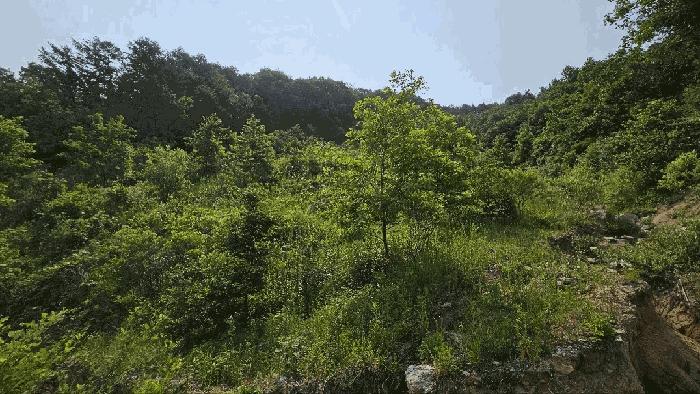 충청남도 금산군 제원면 천내리 196-7 임야 경매 사진 12