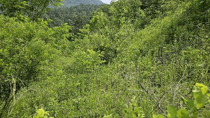 충청남도 금산군 제원면 천내리 196-7 임야 경매 사진 4