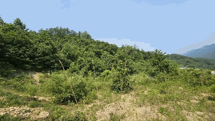 충청남도 금산군 제원면 천내리 196-7 임야 경매 사진 6