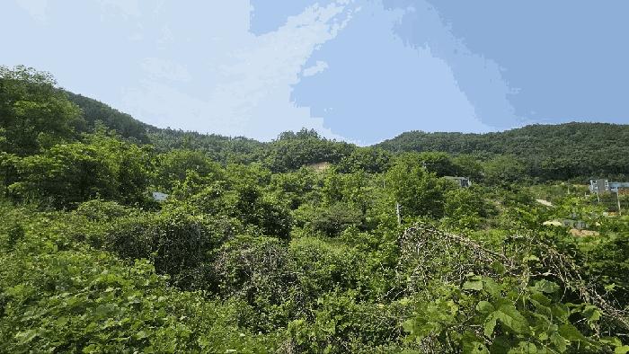 충청남도 금산군 제원면 천내리 196-7 임야 경매 사진 9