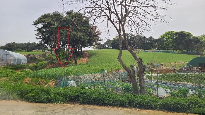 충청남도 태안군 태안읍 장산리 832 전 경매 사진 1
