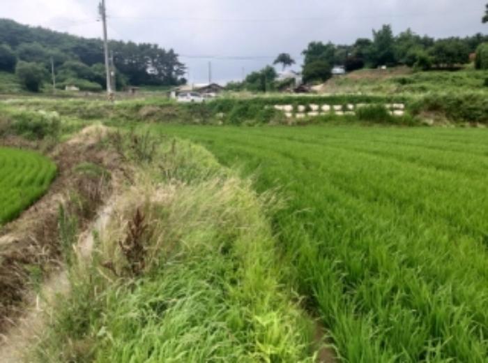 충청남도 당진시 송악읍 석포리 104 답 경매 사진 12