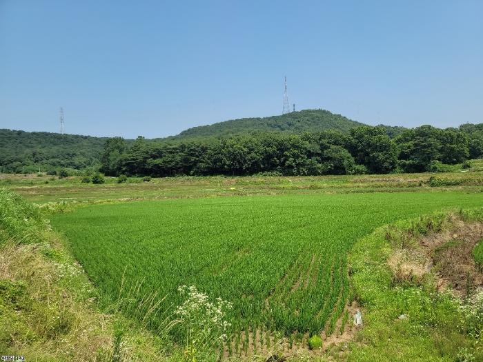 충청남도 당진시 송악읍 석포리 104 답 경매 사진 8