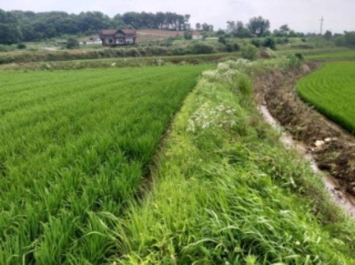 충청남도 당진시 송악읍 석포리 141 답 경매 사진 13