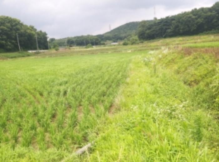 충청남도 당진시 송악읍 석포리 141 답 경매 사진 18