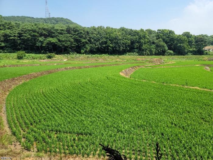 충청남도 당진시 송악읍 석포리 141 답 경매 사진 2