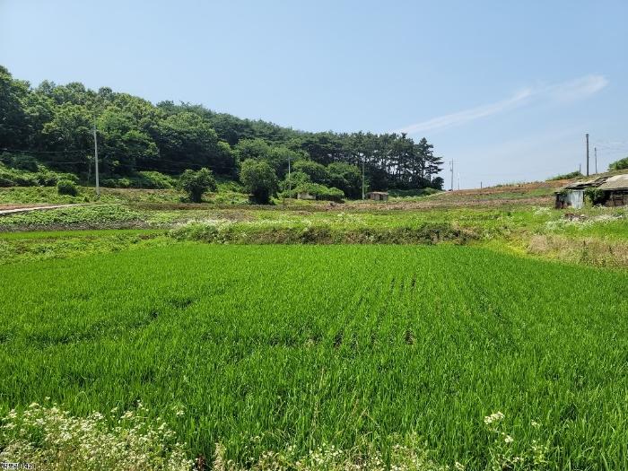 충청남도 당진시 송악읍 석포리 141 답 경매 사진 7