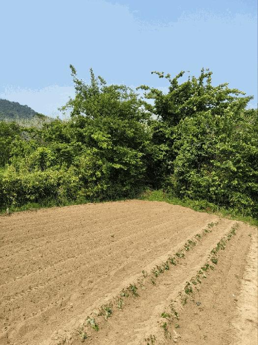 경상남도 창원시 의창구 동읍 용전리 173-2 전 경매 사진 4