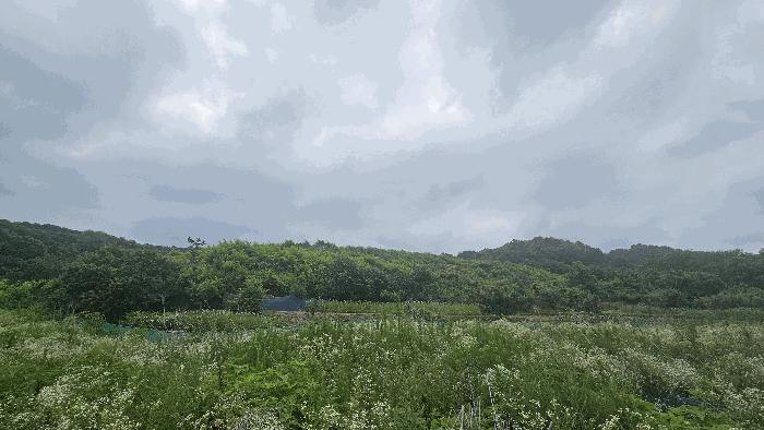 세종특별자치시 연동면 문주리 63-3 임야 경매 사진 3