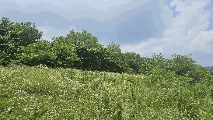 세종특별자치시 연동면 문주리 63-3 임야 경매 사진 6