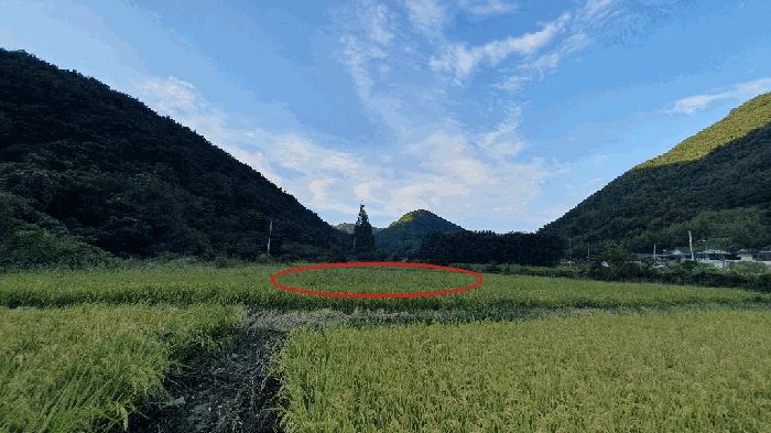경상남도 창원시 마산합포구 진전면 고사리 142 답 경매 사진 2