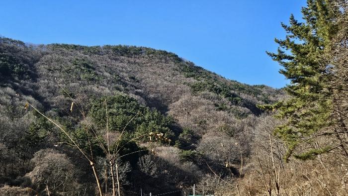 경상남도 창원시 마산합포구 진동면 동전리 산364 임야 경매 사진 2