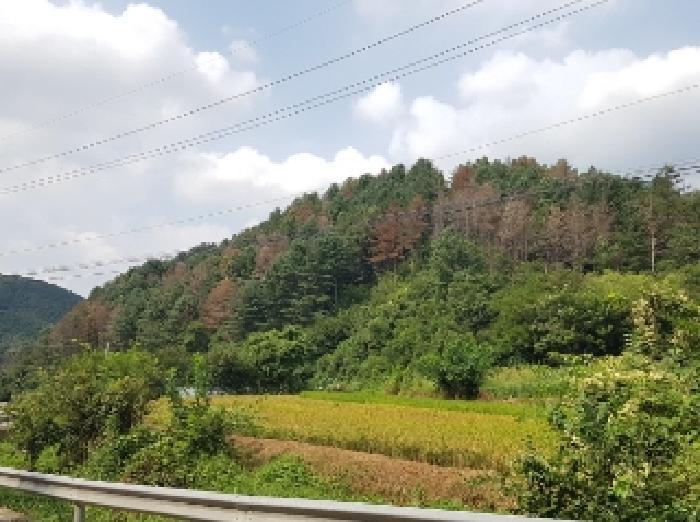 강원특별자치도 춘천시 신동면 혈동리 산199 임야 경매 사진 7