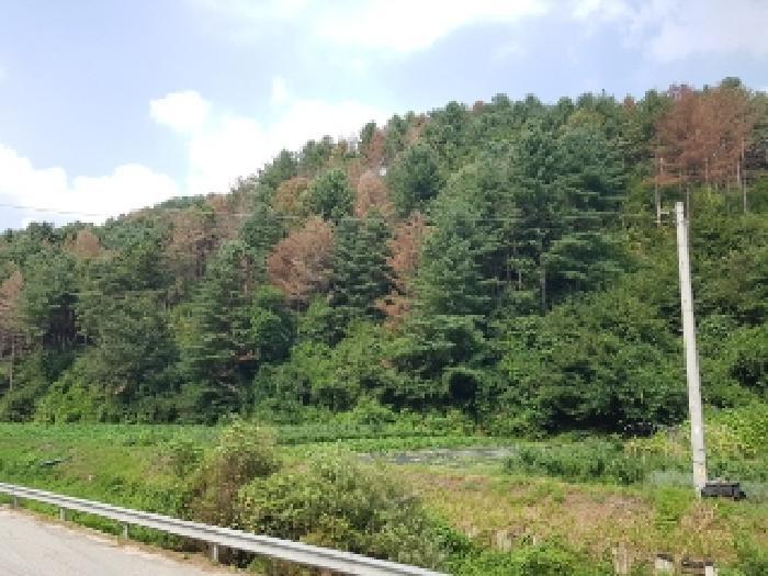 강원특별자치도 춘천시 신동면 혈동리 산199 임야 경매 사진 8