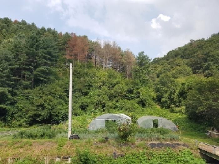 강원특별자치도 춘천시 신동면 혈동리 산199 임야 경매 사진 9