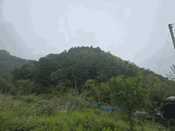 강원특별자치도 원주시 신림면 송계리 산22-1 임야 경매 사진 5