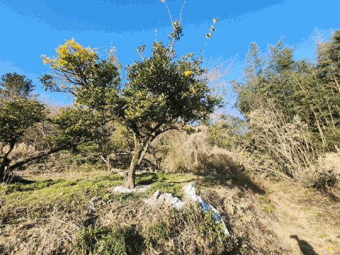 전라남도 고흥군 동강면 장덕리 533 전 경매 사진 10