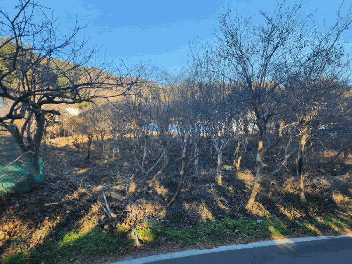 전라남도 고흥군 동강면 장덕리 533 전 경매 사진 16