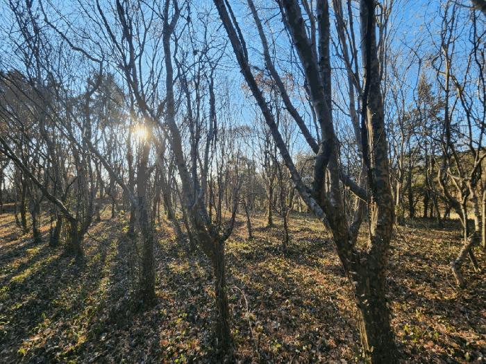 전라남도 고흥군 동강면 장덕리 533 전 경매 사진 17