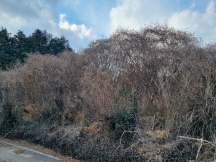 전라남도 고흥군 동강면 장덕리 533 전 경매 사진 25