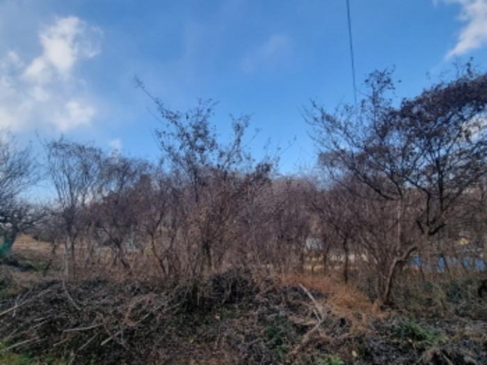 전라남도 고흥군 동강면 장덕리 533 전 경매 사진 27
