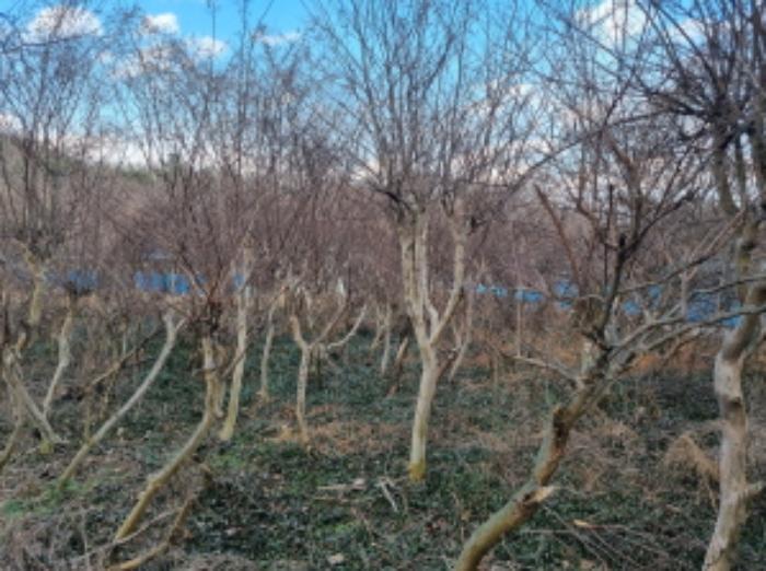 전라남도 고흥군 동강면 장덕리 533 전 경매 사진 34