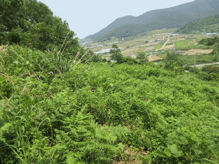 전라남도 여수시 화양면 서촌리 산228 임야 경매 사진 2