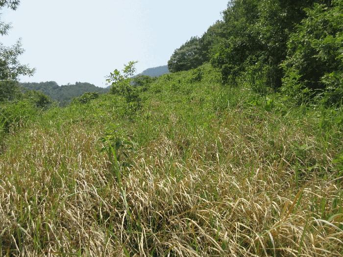 전라남도 여수시 화양면 서촌리 산228 임야 경매 사진 4