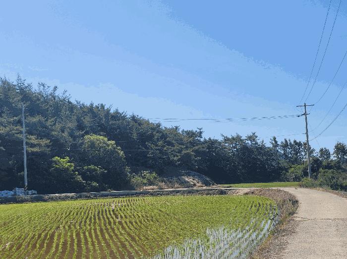 전라남도 고흥군 대서면 송강리 산34 임야 경매 사진 2