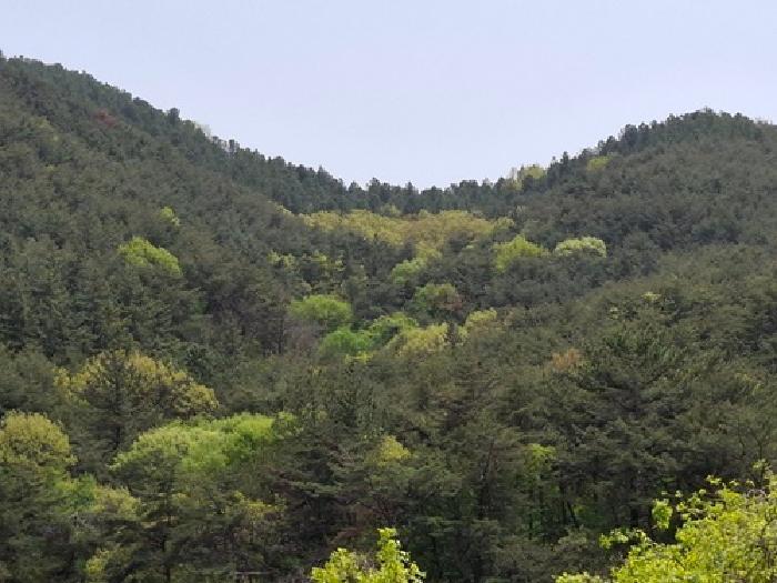 경상남도 사천시 사천읍 금곡리 산55-1 임야 경매 사진 3