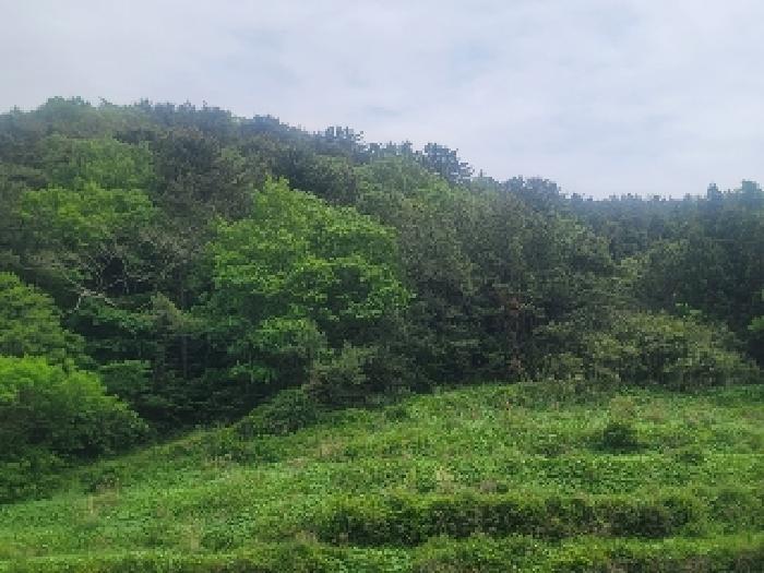 경상남도 통영시 산양읍 풍화리 산170 임야 경매 사진 10