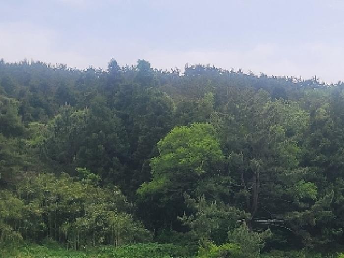 경상남도 통영시 산양읍 풍화리 산170 임야 경매 사진 11