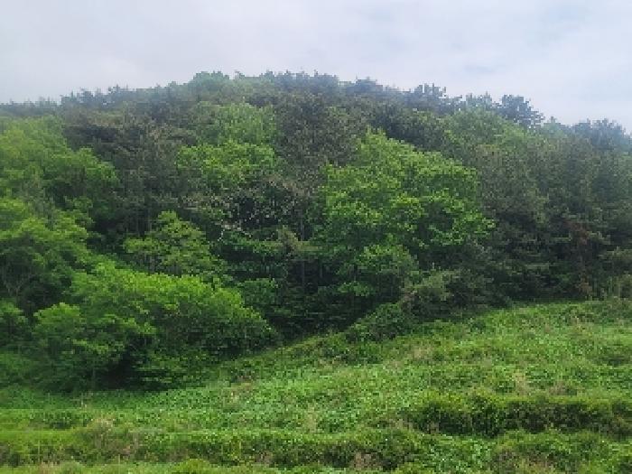 경상남도 통영시 산양읍 풍화리 산170 임야 경매 사진 9