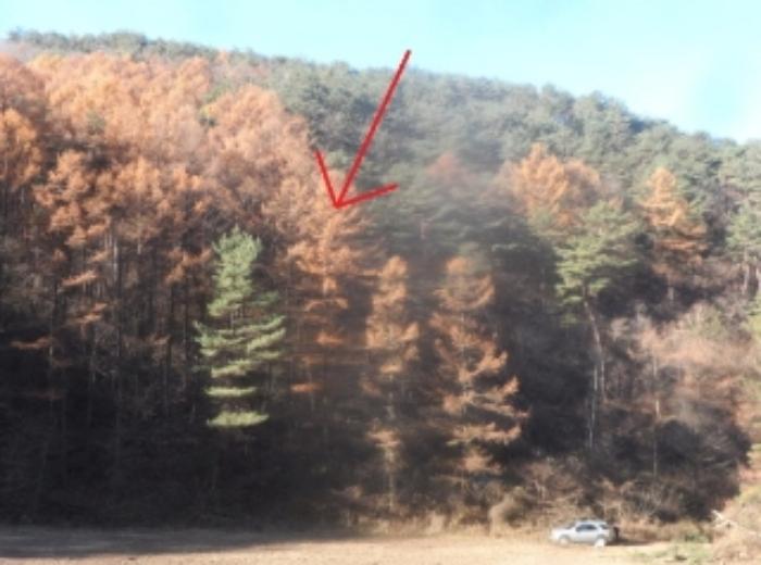 강원특별자치도 평창군 미탄면 율치리 6 전 경매 사진 19
