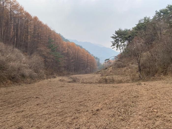 강원특별자치도 평창군 미탄면 율치리 20 임야 경매 사진 6