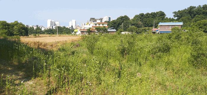 충청북도 증평군 증평읍 미암리 667-1 답 경매 사진 3