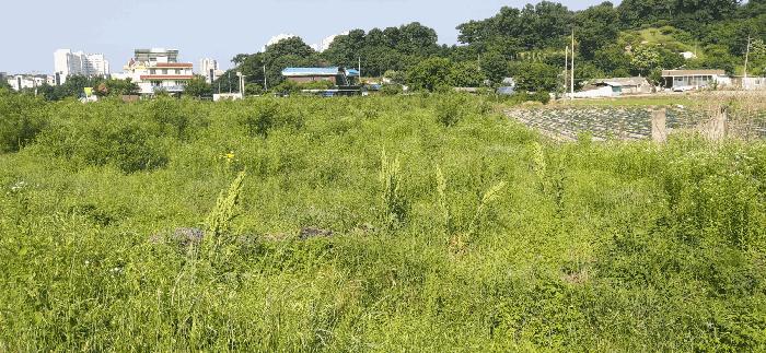 충청북도 증평군 증평읍 미암리 667-1 답 경매 사진 5