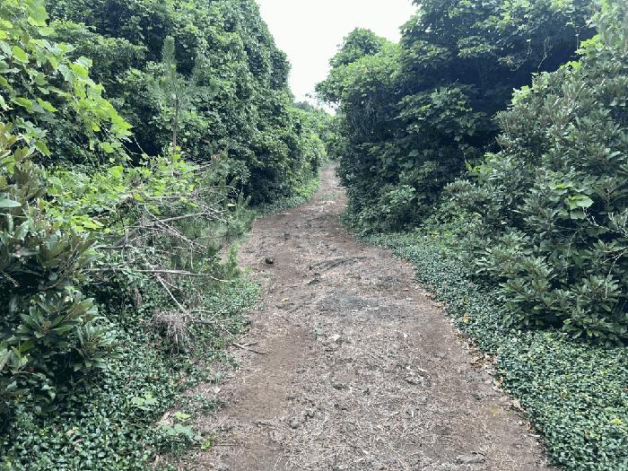 제주특별자치도 서귀포시 성산읍 오조리 1443 임야 경매 사진 10