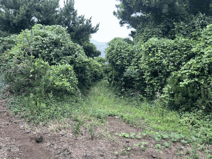 제주특별자치도 서귀포시 성산읍 오조리 1443 임야 경매 사진 7