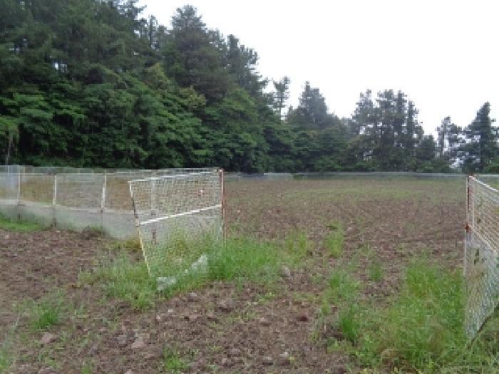제주특별자치도 서귀포시 하원동 1060-6 과수원 경매 사진 15