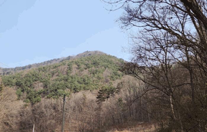 경상북도 경주시 산내면 감산리 산223 임야 경매 사진 1
